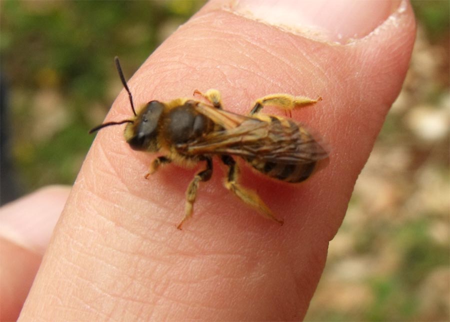 Apoideo scavatore: Femmina di Halictus sp.